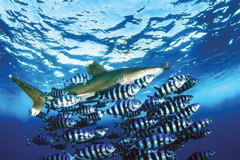 Pilot Fish .